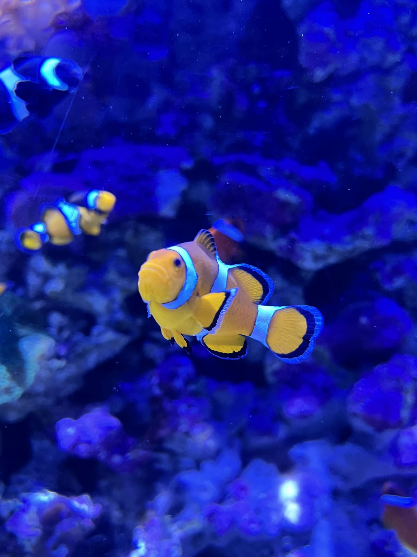 un pesce pagliaccio davanti alla roccia illuminata di blu