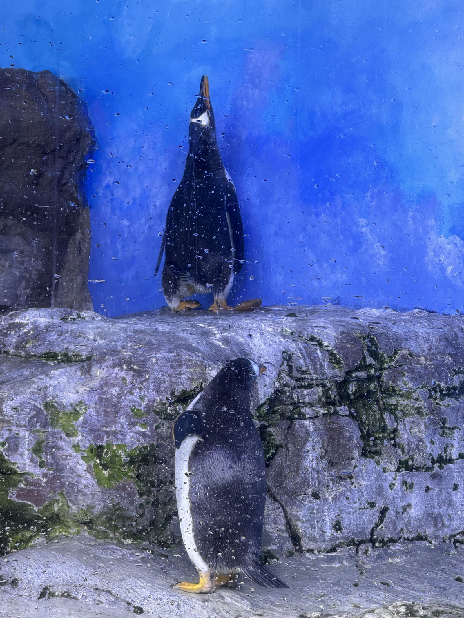 due pinguini sulla roccia dell'Antàrtic, dietro il vetro bagnato