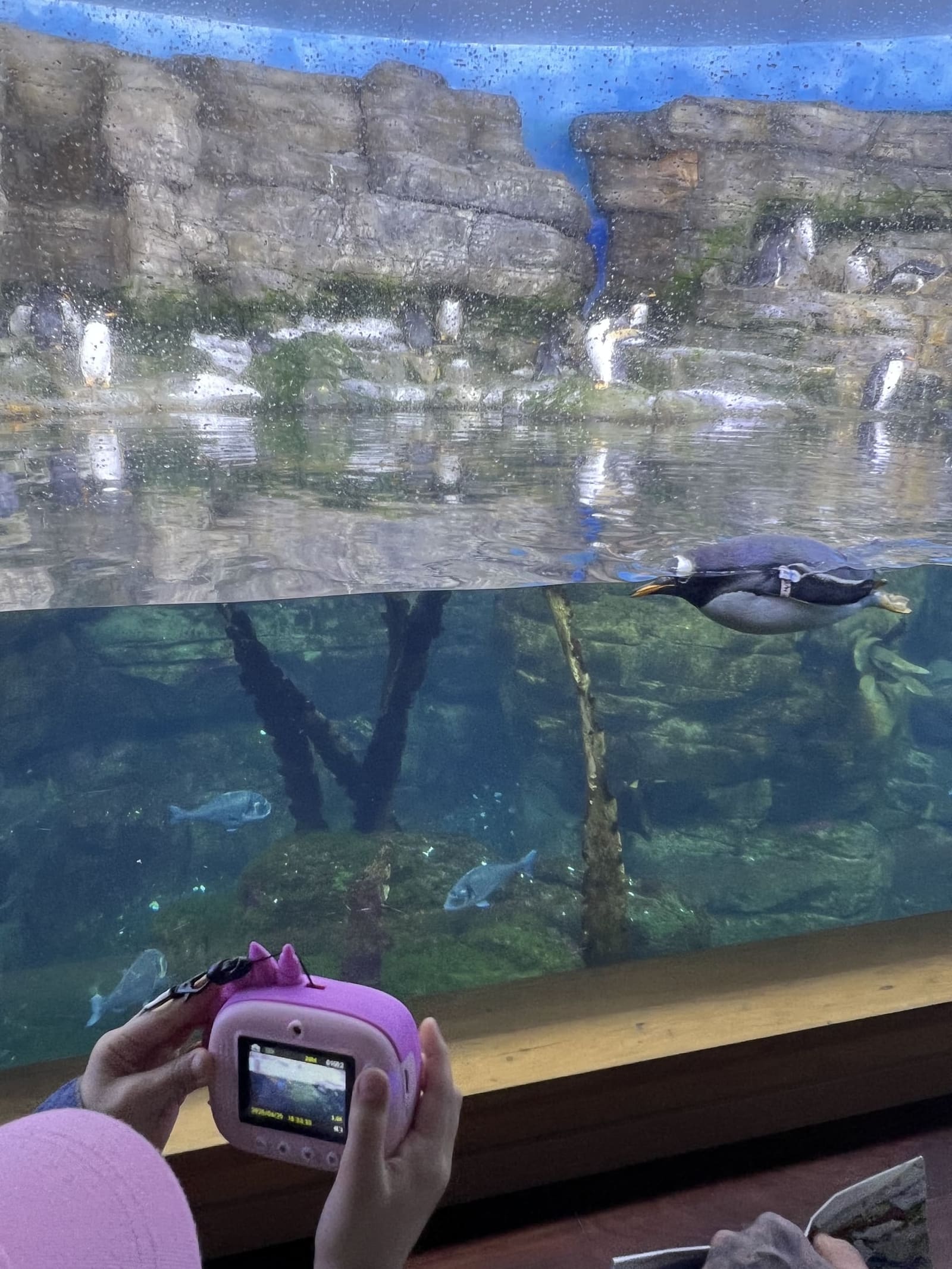 un pinguino in immersione dietro il vetro dell'Antàrtic, che nostra figlia fotografa con la sua macchinetta