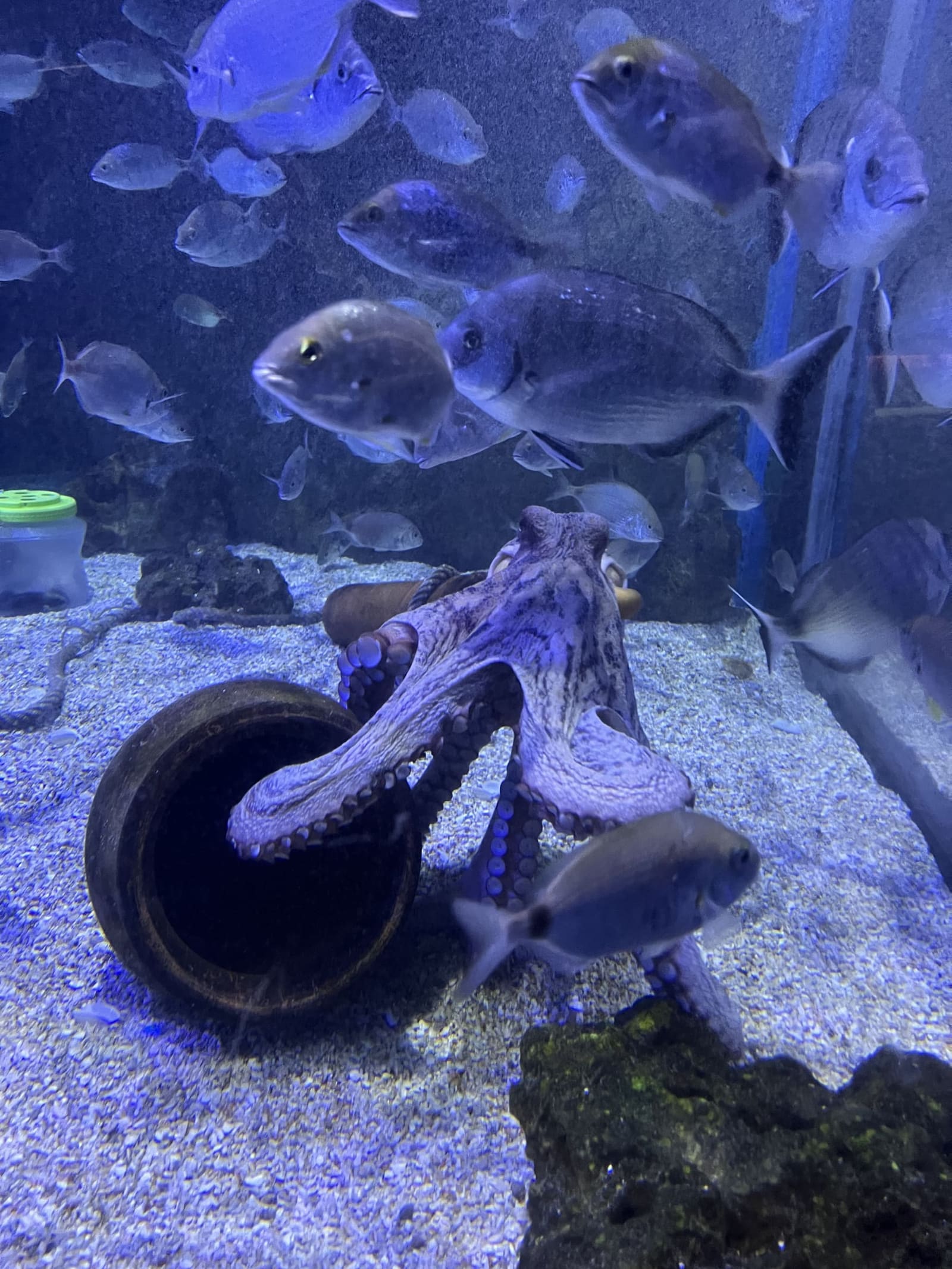 un polpo uscito dalla sua anfora, nell'acquario del Mediterrani
