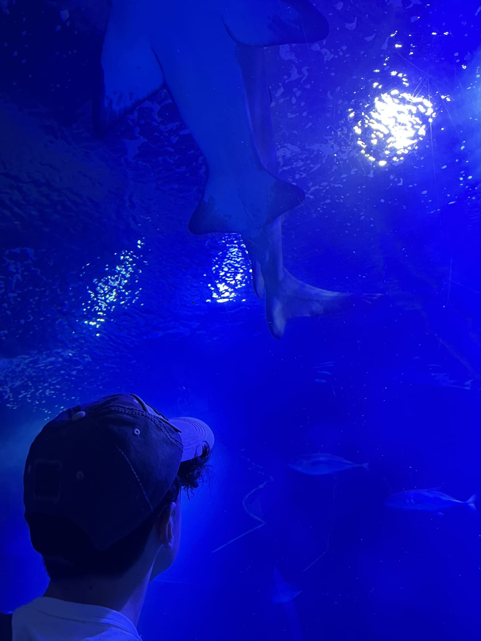 la razza passa sopra le nostre teste, nel tunnel degli Oceans