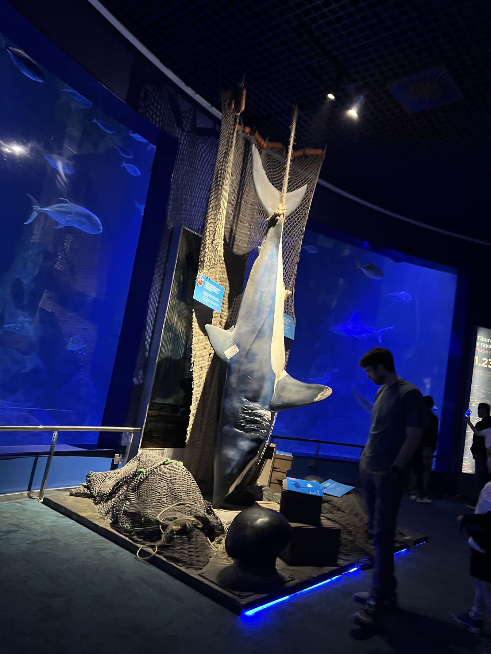 lo squalo appeso alla rete da pesca, l'allestimento sugli squali e le razze