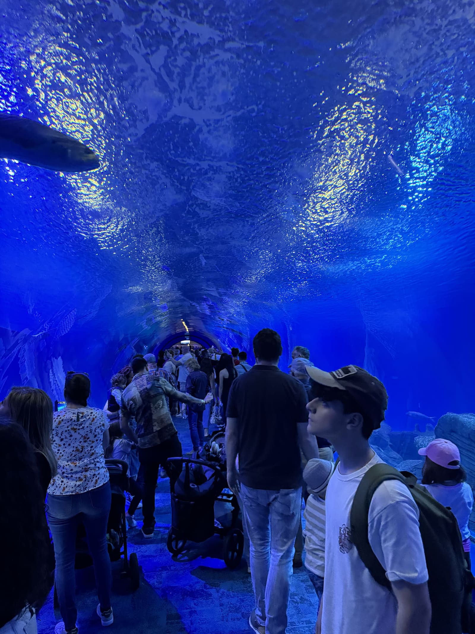 il tunnel della sezione Oceans, con l'acqua e i pesci sopra la testa