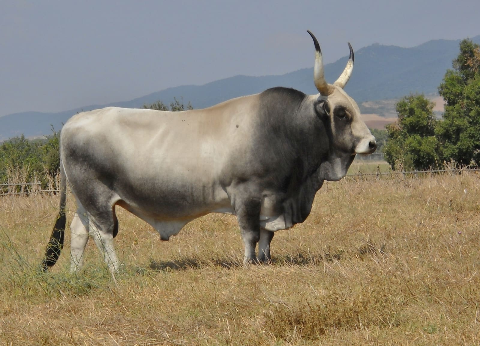 un toro di razza maremmana nel pascolo secco, con le corna a lira e i colli della Maremma dietro: è l'altra metà del nome del parco, quella che non sta nelle pietre