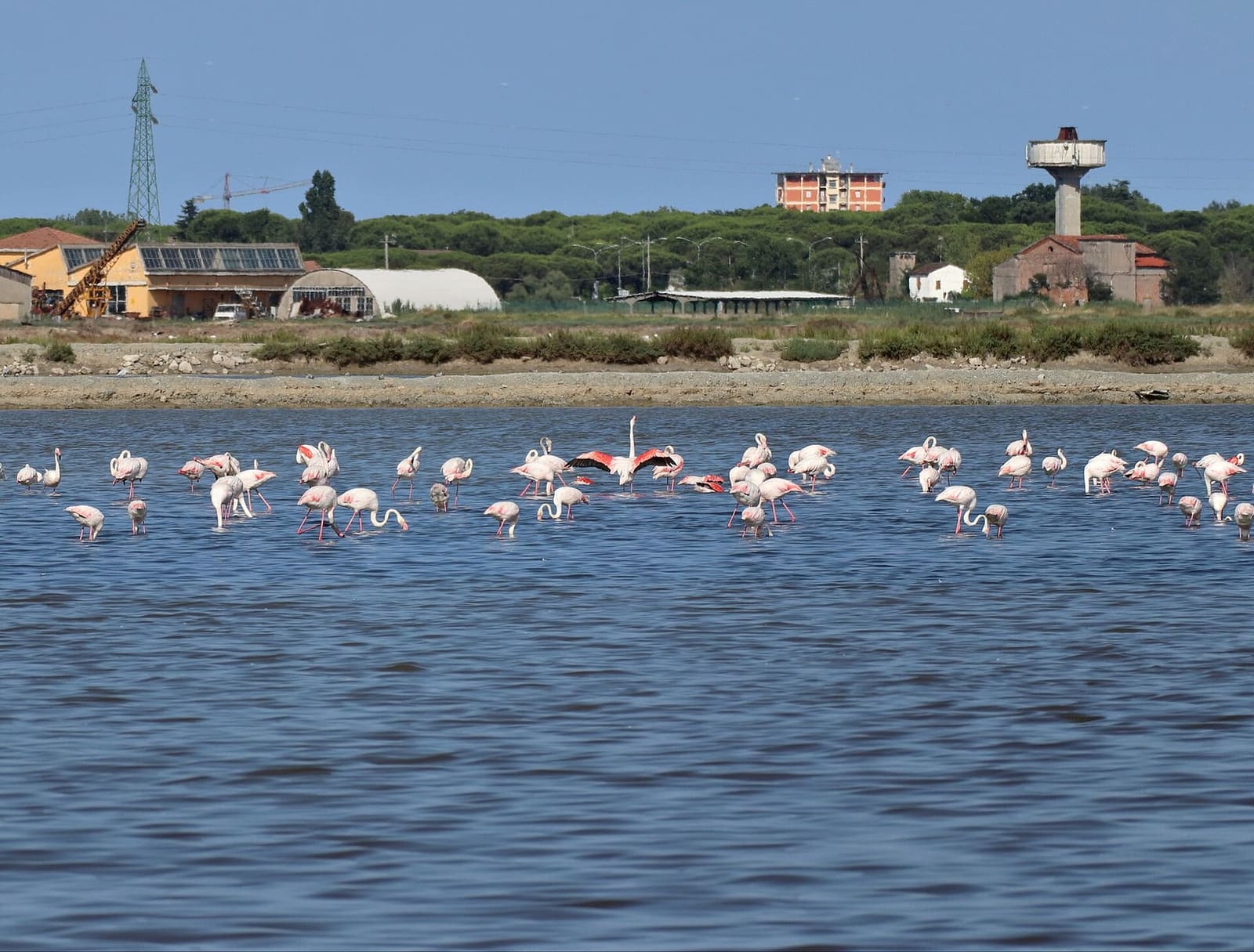 i fenicotteri rosa nelle vasche della salina di Cervia