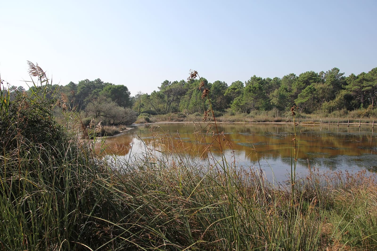 uno specchio d'acqua fra le canne nella pineta di Classe