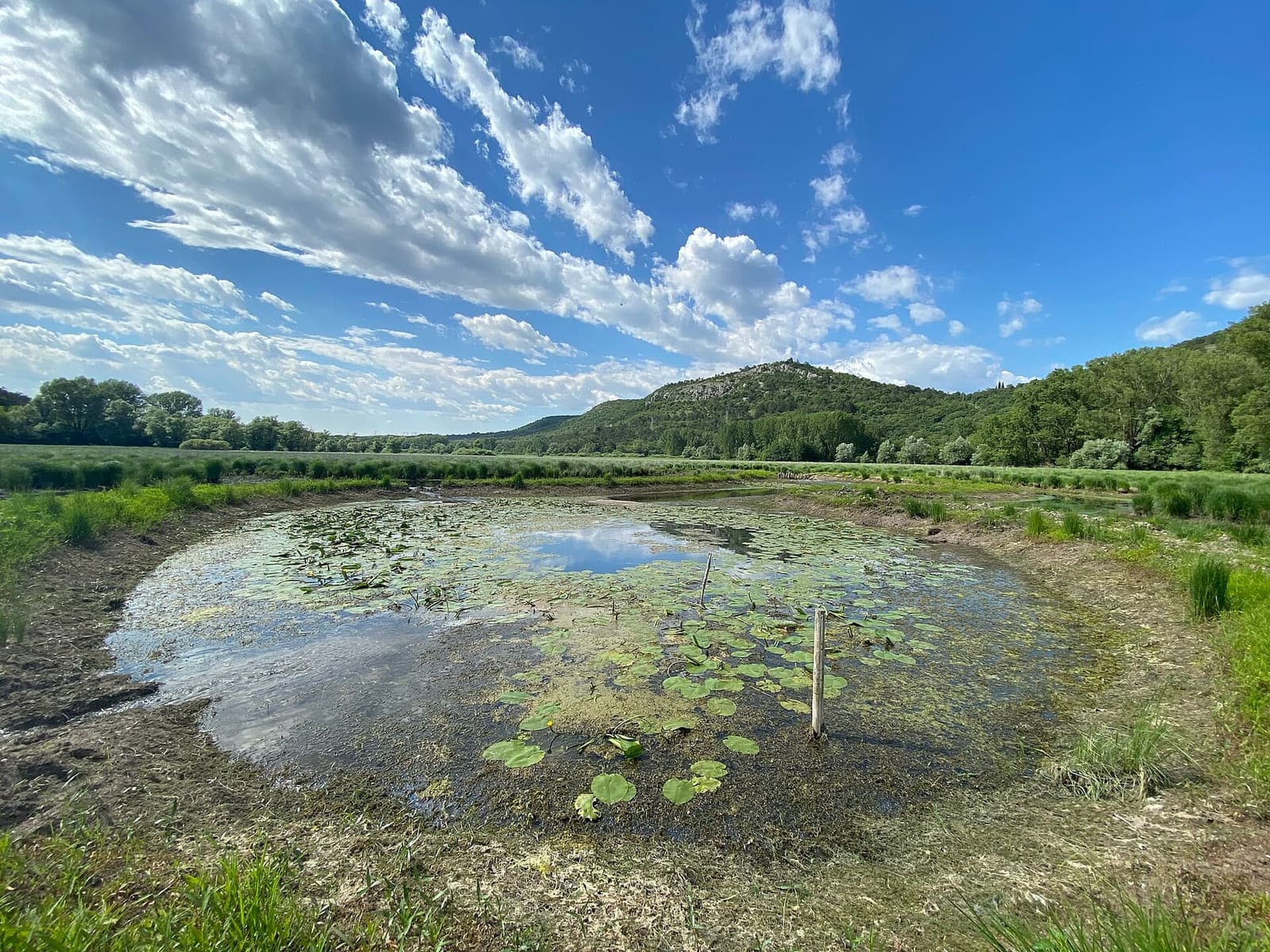 le ninfee sul lago di Doberdò, nella riserva naturale