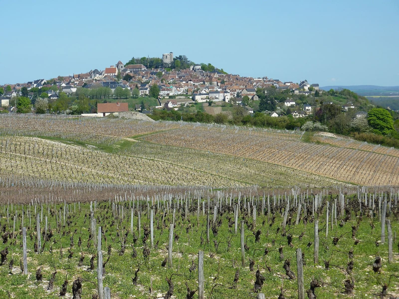 Sancerre in cima alla sua collina, vista da sud sopra le vigne appena potate, ad aprile
