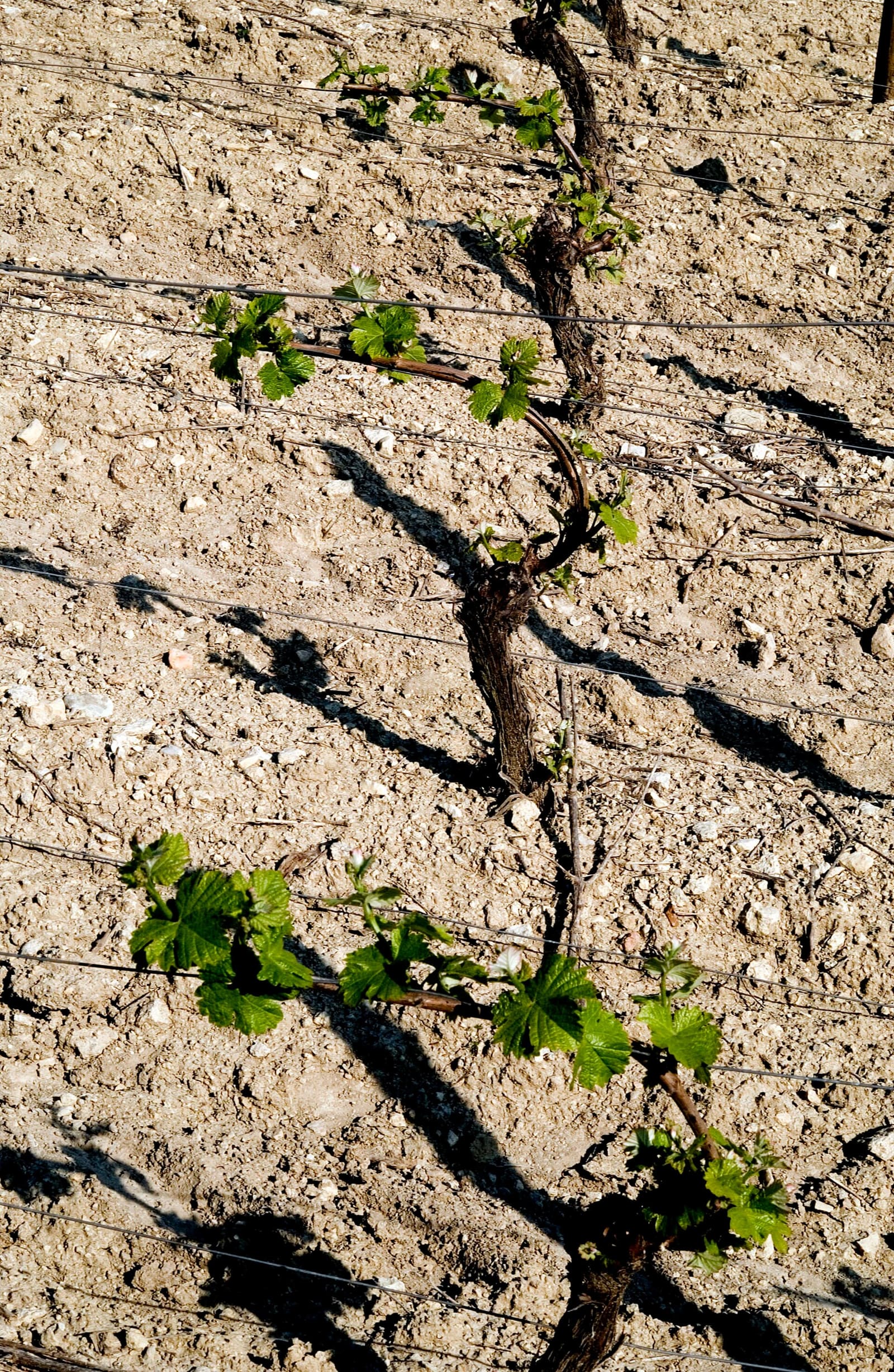 i primi germogli di una vite sul terreno sassoso dell'AOC Sancerre, a maggio