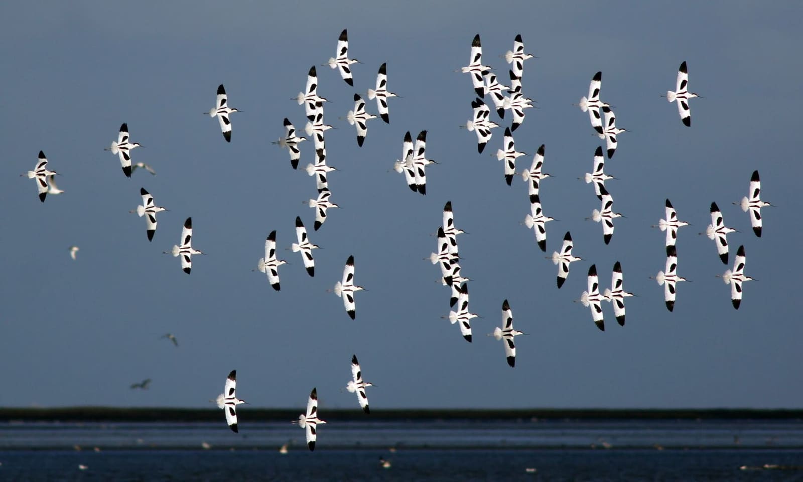uno stormo di avocette in volo sopra il wad