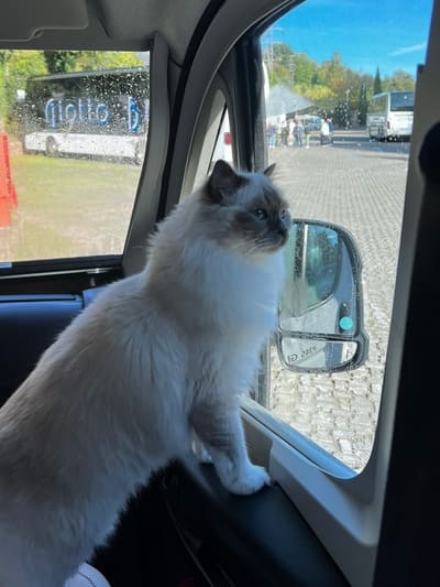 un gatto affacciato al finestrino del camper, e fuori i bus turistici nel piazzale
