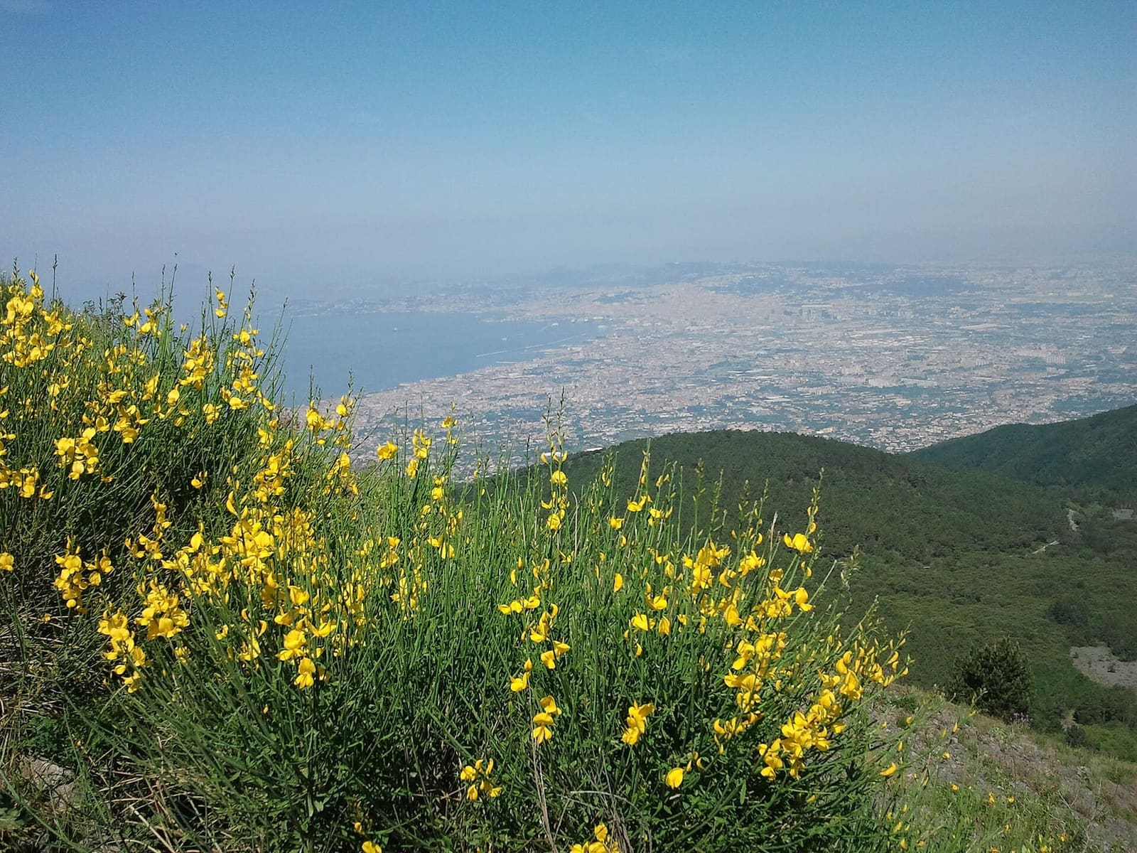 le ginestre gialle sul fianco del vulcano, e sotto il golfo