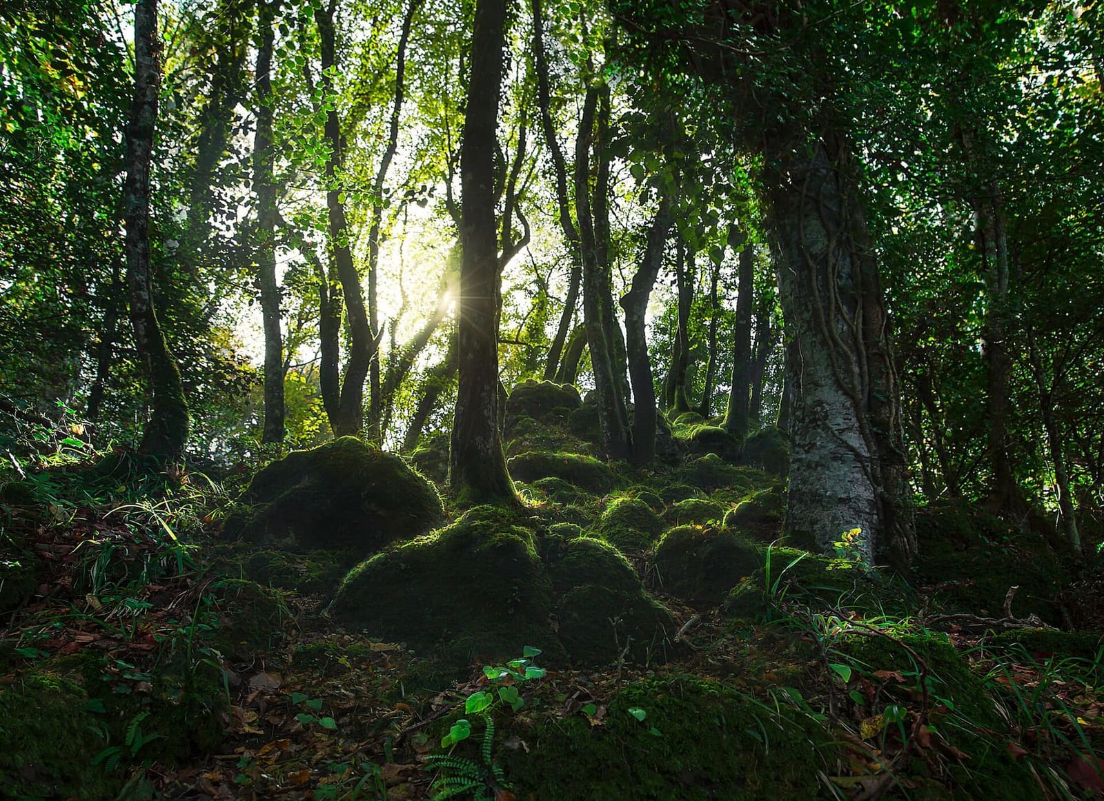 das Unterholz der Foresta Umbra, mit dem Moos auf den Baumstümpfen