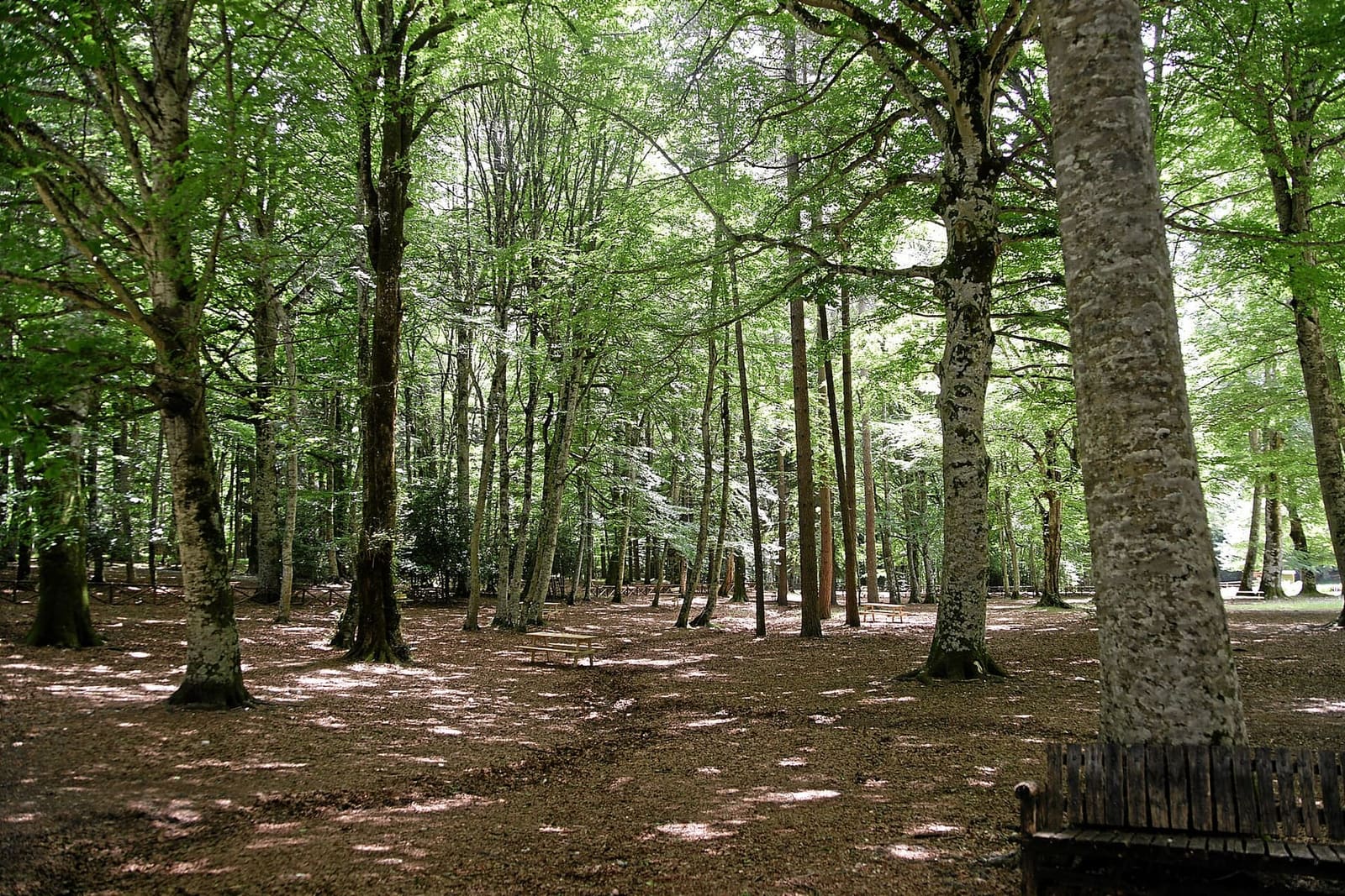 die hohen Buchen der Foresta Umbra