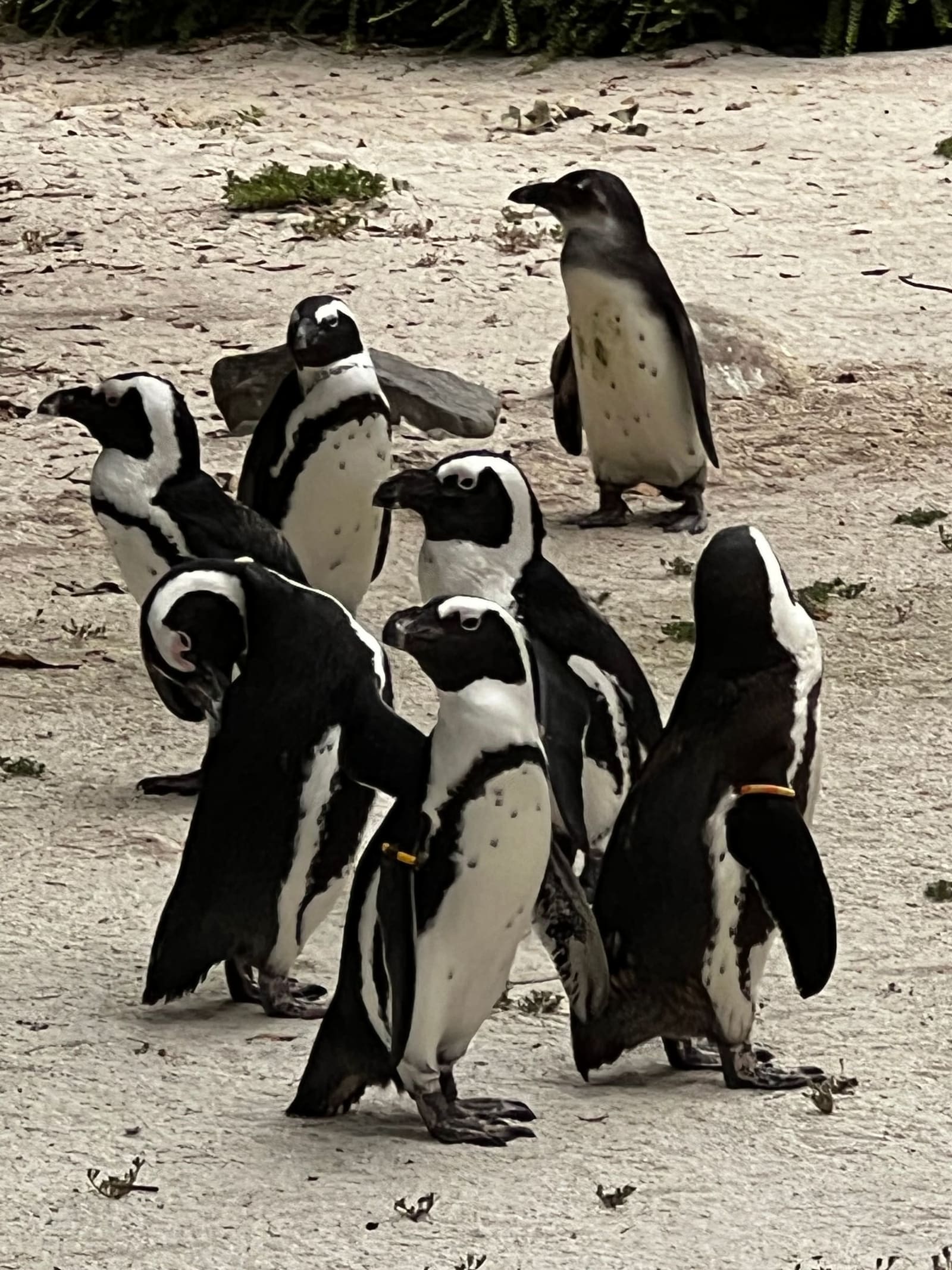 il gruppo dei pinguini africani sulla sabbia della Baia dei Pinguini