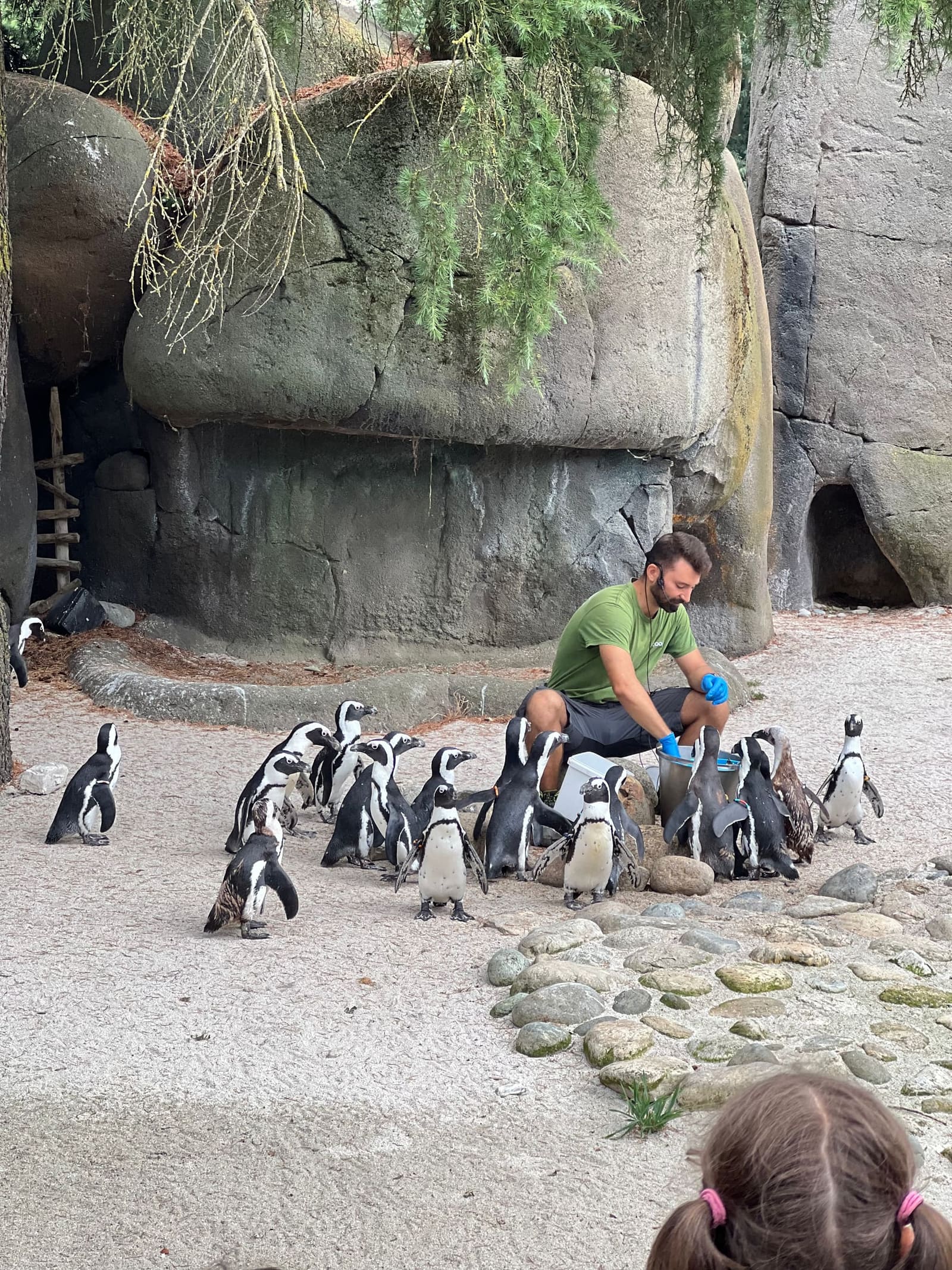il guardiano accovacciato in mezzo ai pinguini, all'ora del pasto