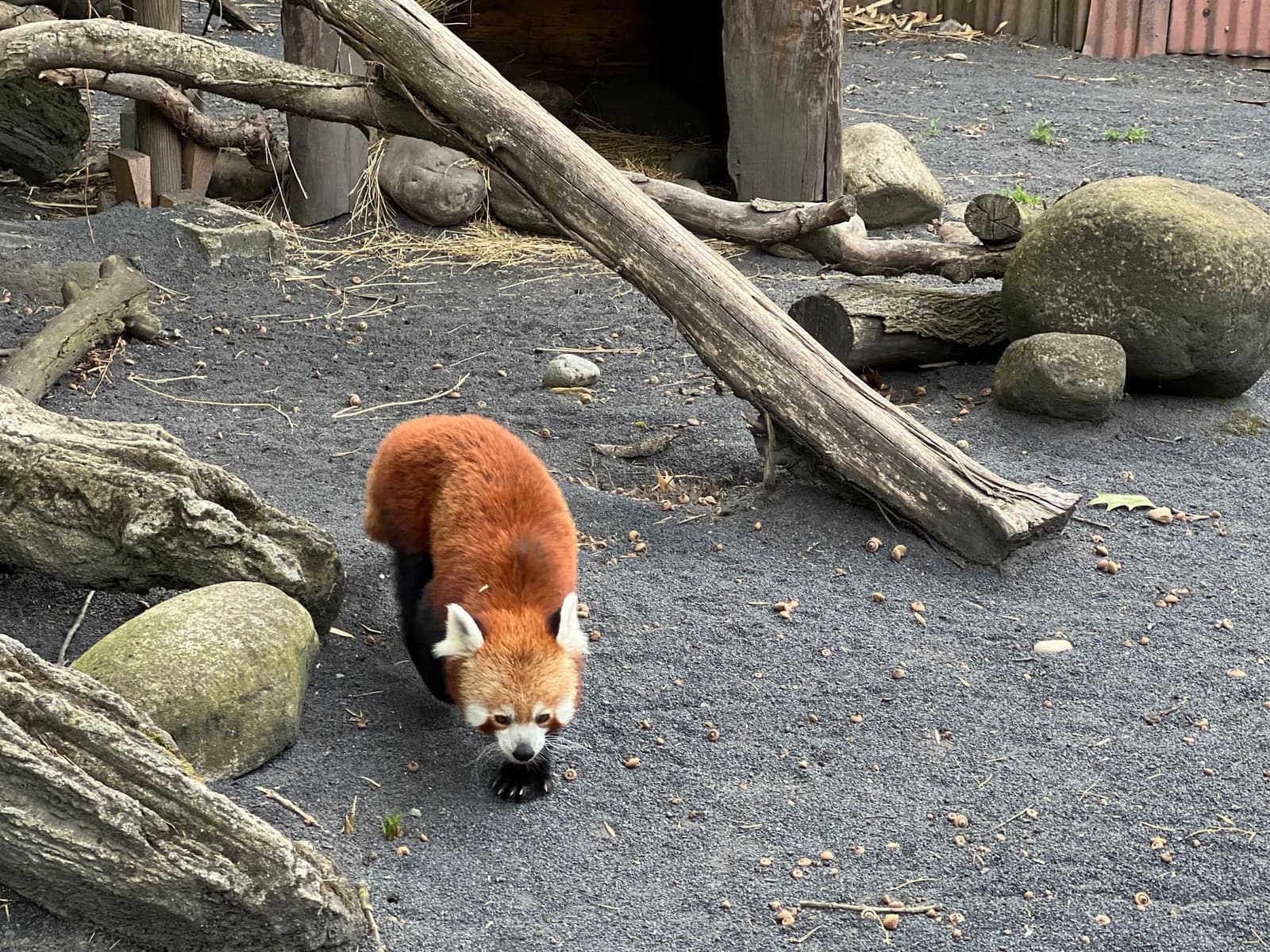 l'altro panda rosso attraversa il recinto fra i tronchi e i massi