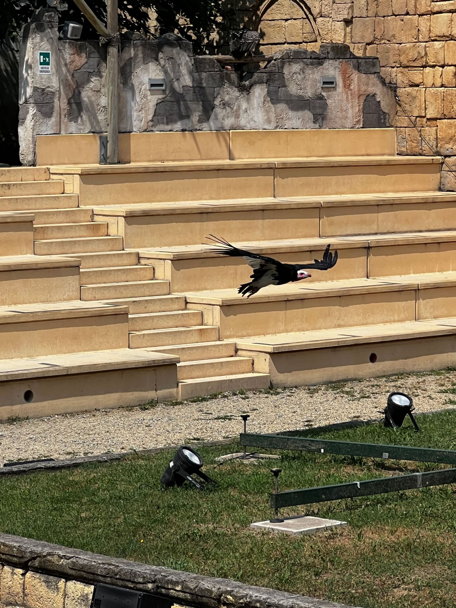 un avvoltoio in volo basso sulle gradinate vuote dell'Anfiteatro di Petra