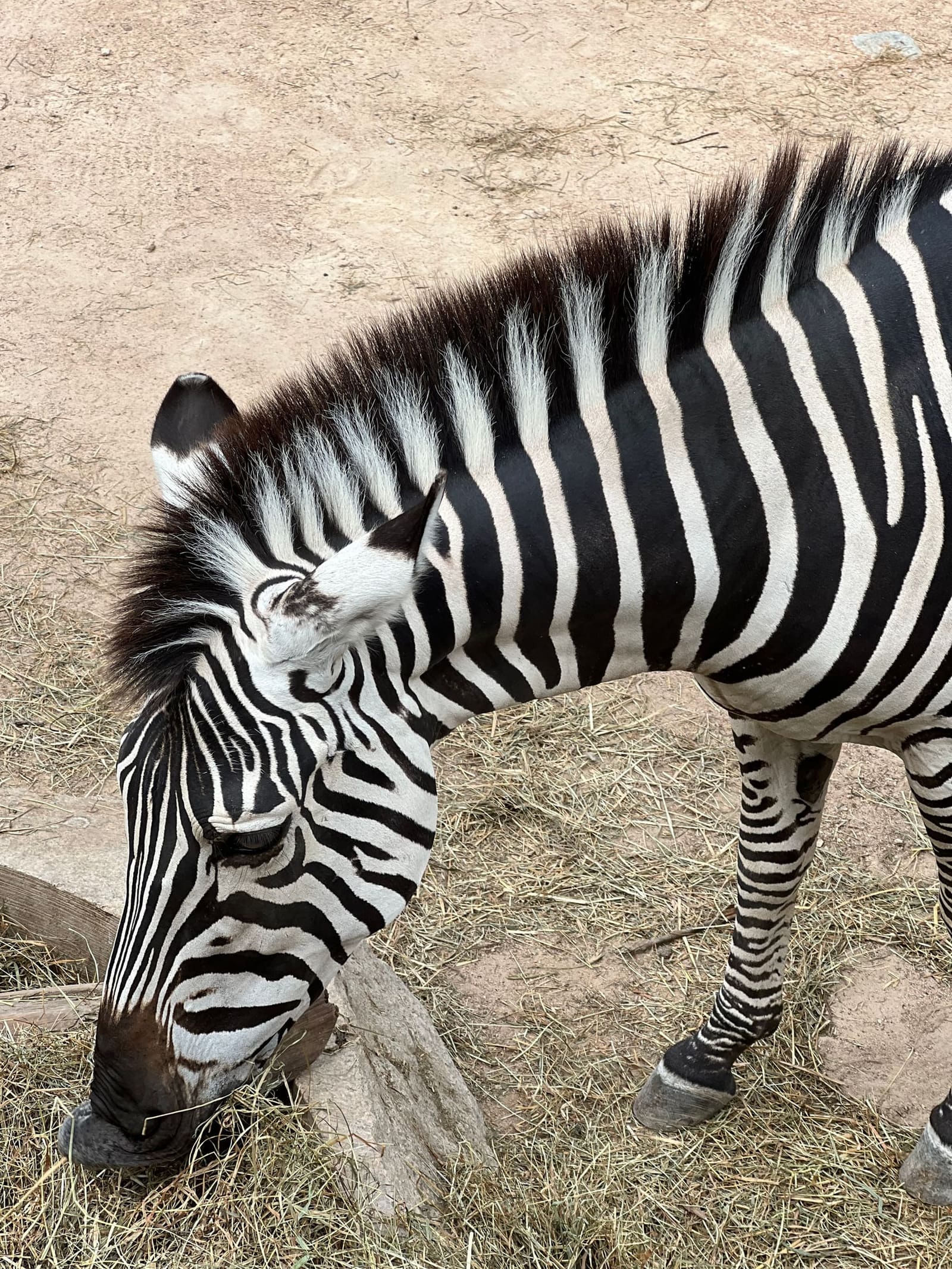 una zebra bruca il fieno, a pochi metri dalla staccionata