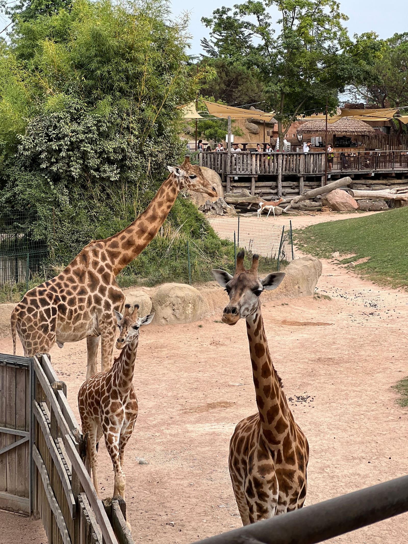 le giraffe del Serengeti, una adulta e una piccola, sotto la terrazza da cui si guardano